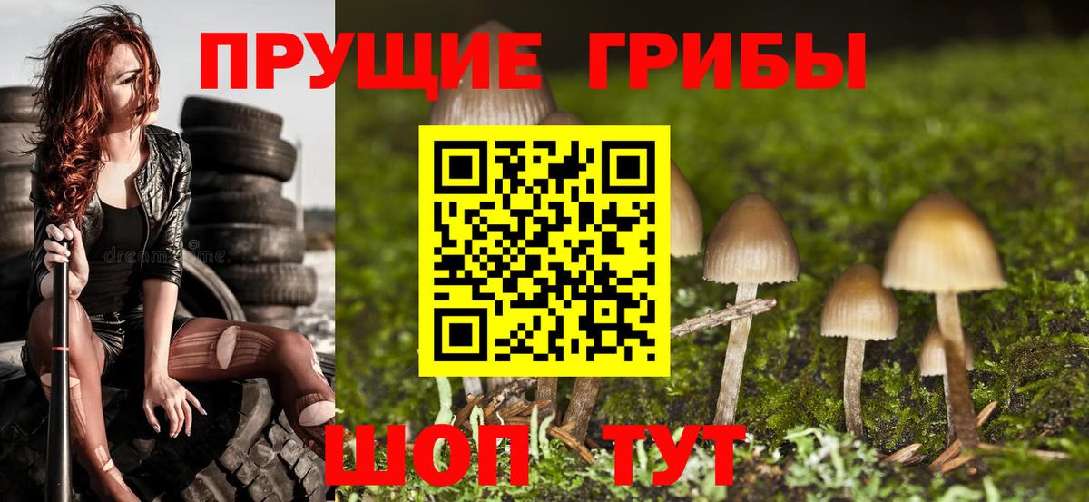 Псилоцибиновые грибы Cubensis Северобайкальск